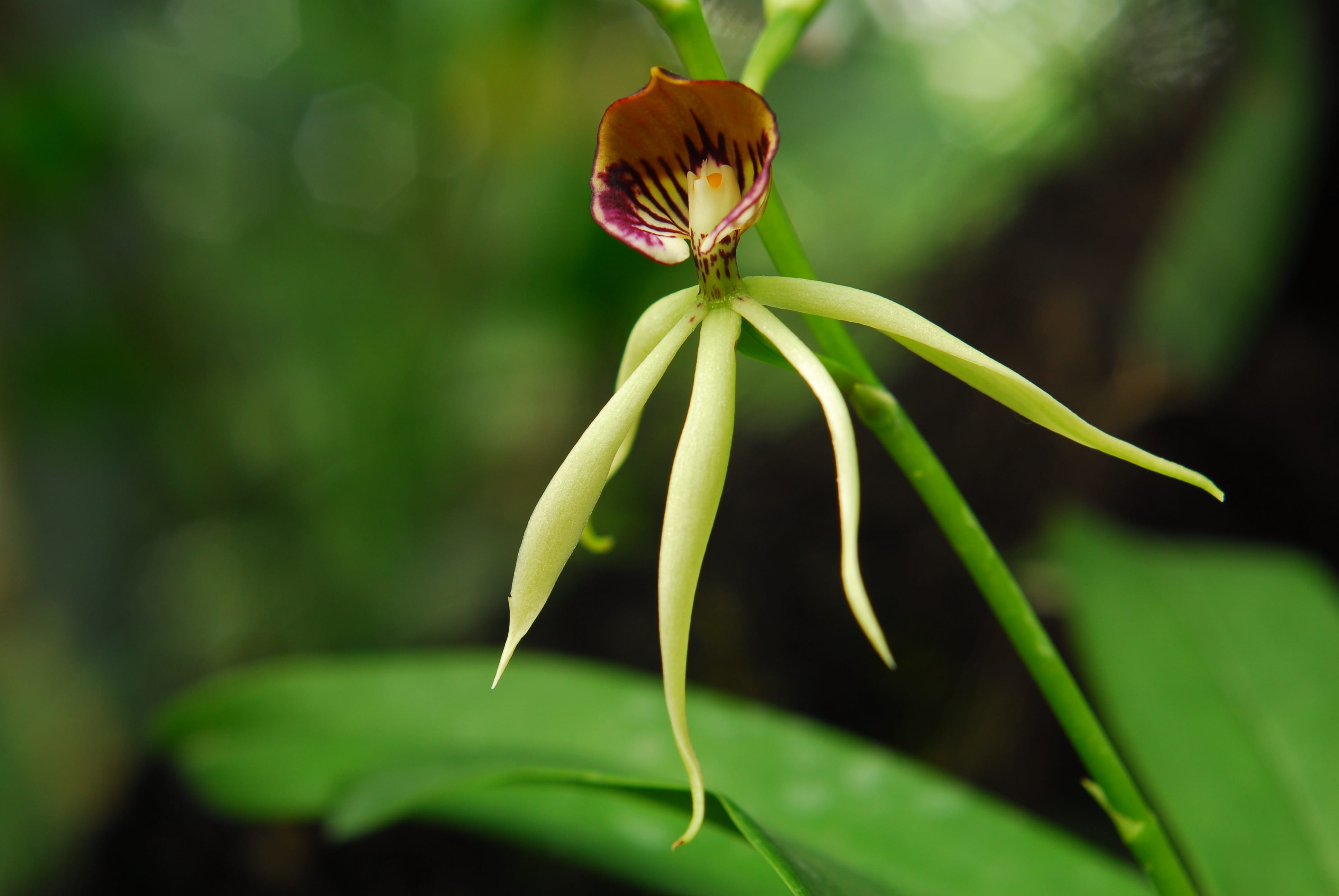 Close up of an orchid 